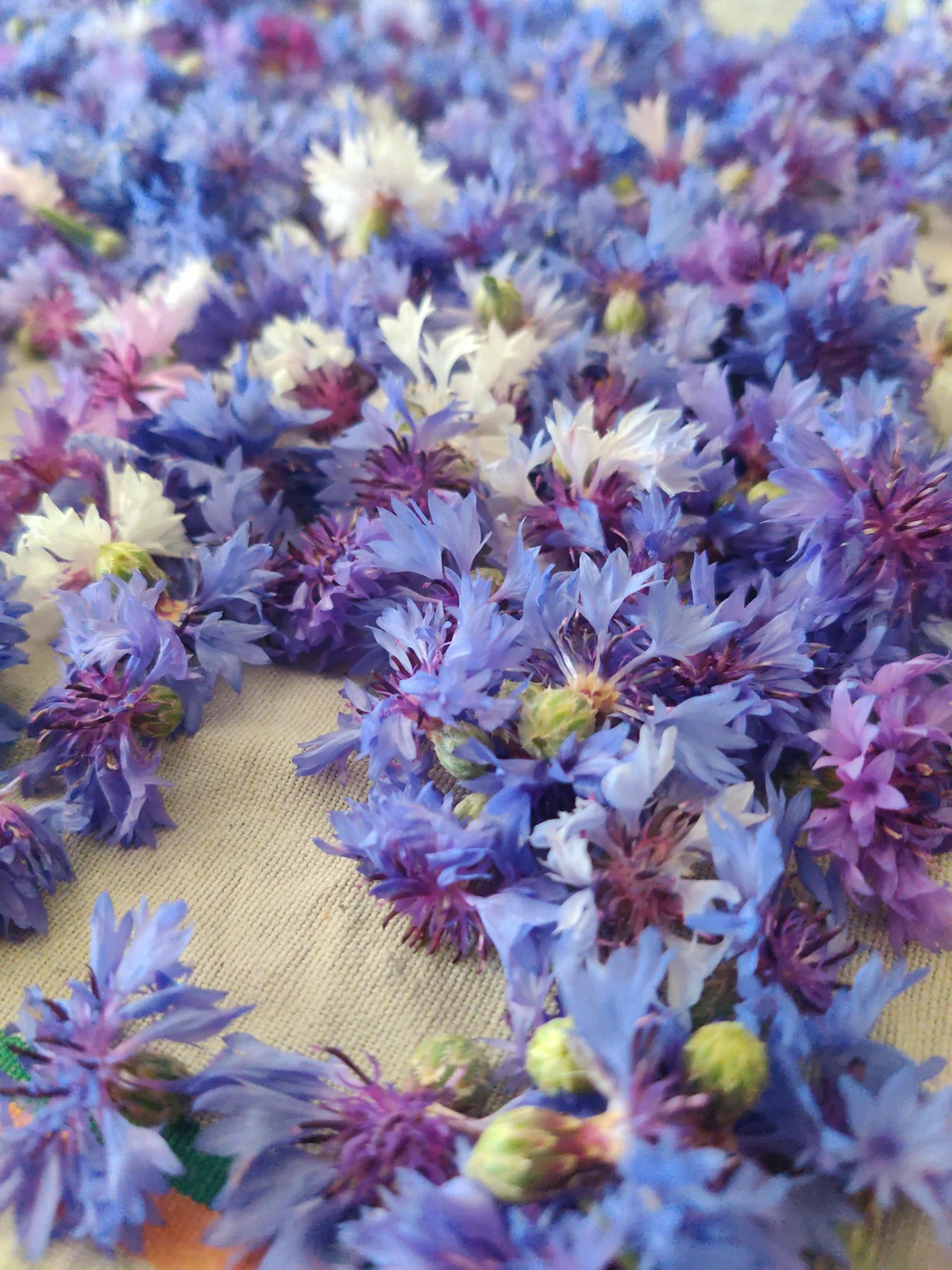 Barquette de fleurs comestibles